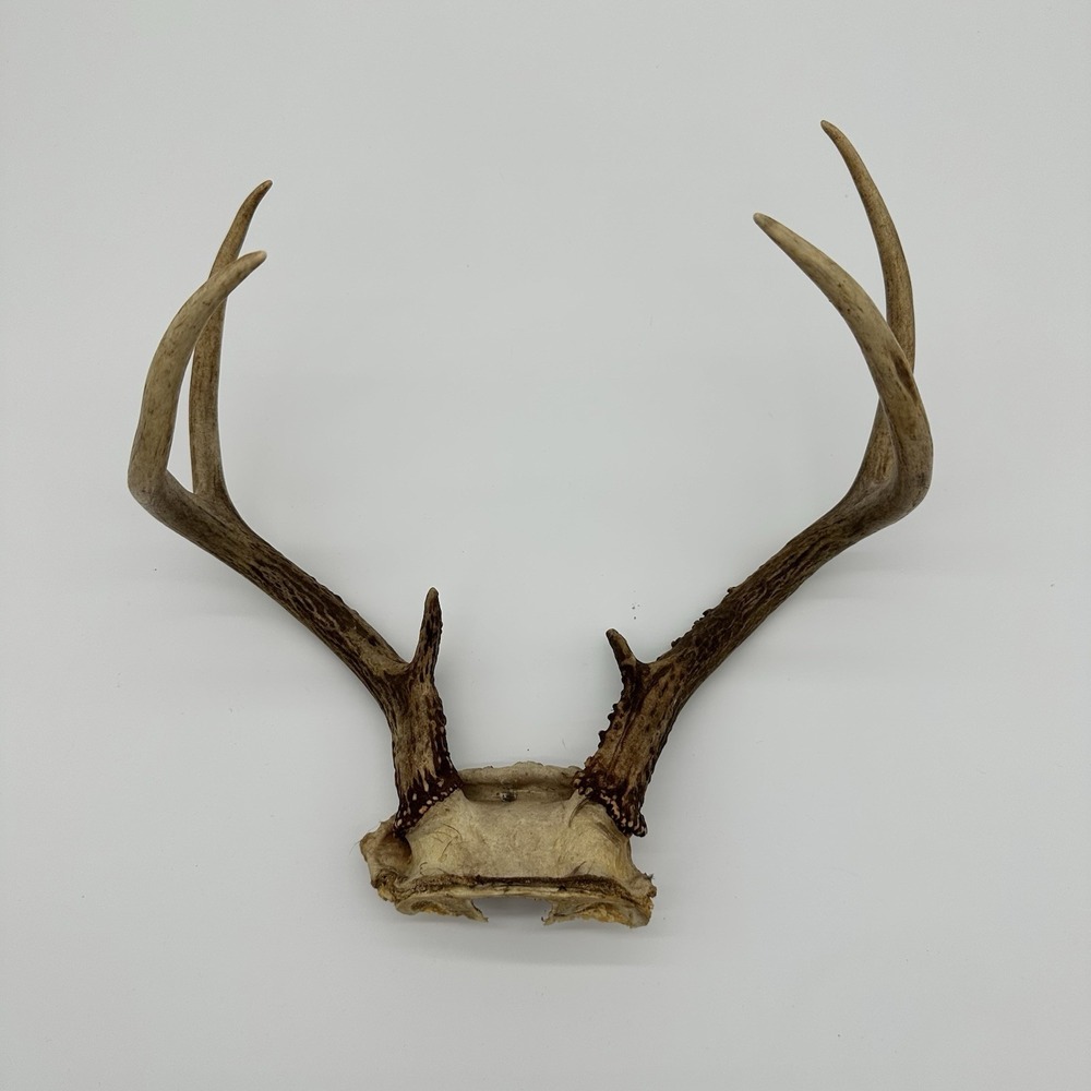 Whitetail Deer Antlers 6 Point Real Horns with Skull Plate Rustic Lodge Decor